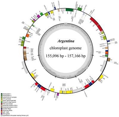 Comparative chloroplast genomes of Argentina species: genome evolution and phylogenomic implications